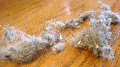 dust / mold allergies